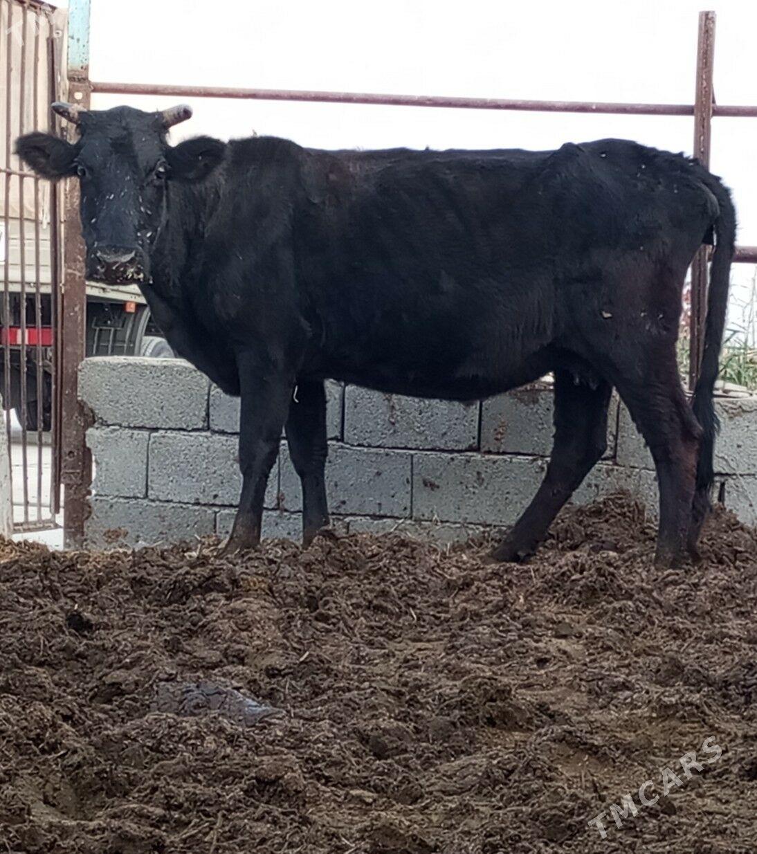 GYSYR SYGYR - Gökdepe - img 3