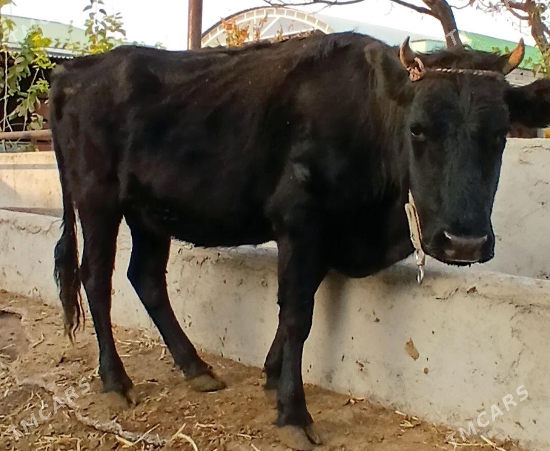 BOGOZ TÜWE - Herrikgala - img 4