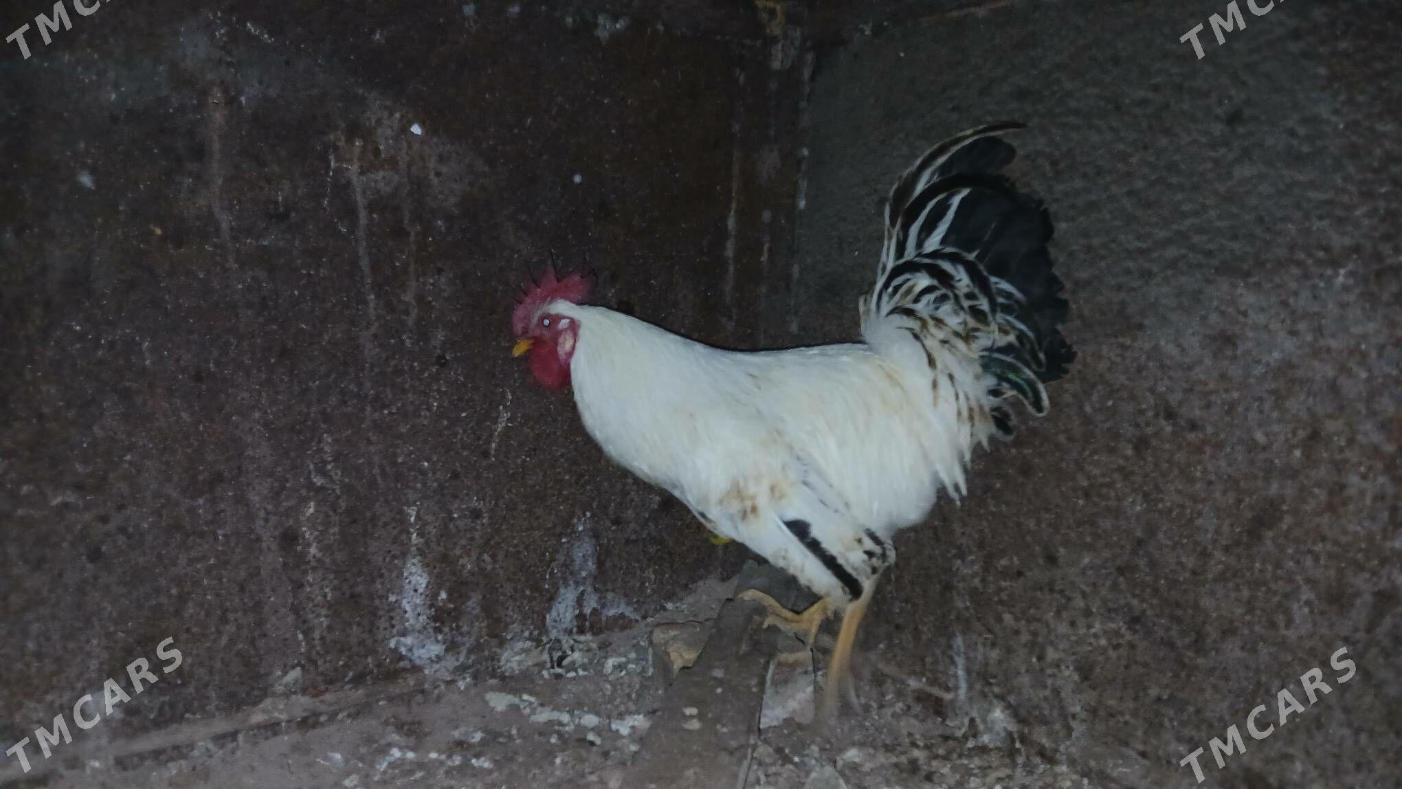 Horaz - Туркменбаши - img 4