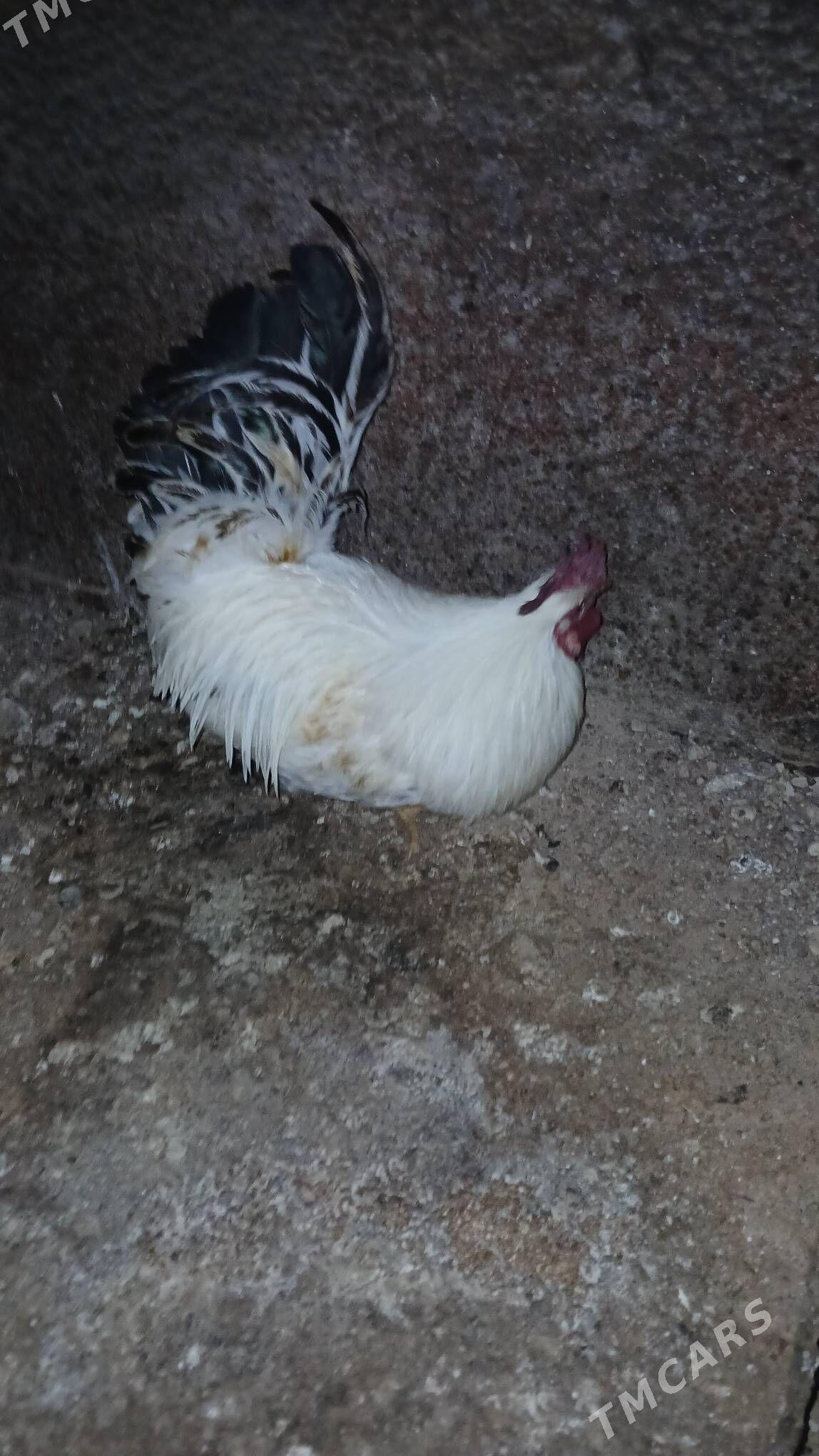 Horaz - Туркменбаши - img 5