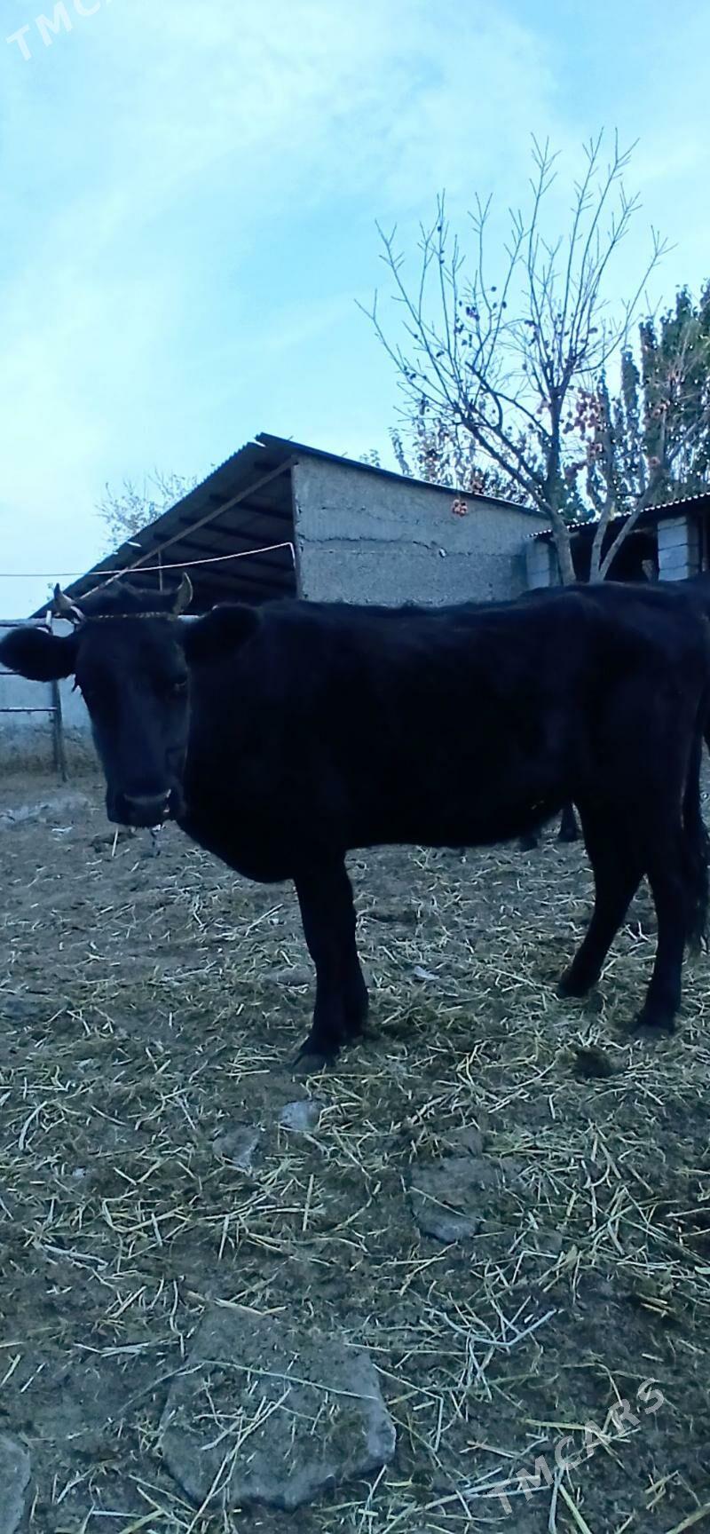 BOGOZ TÜWE - Herrikgala - img 2