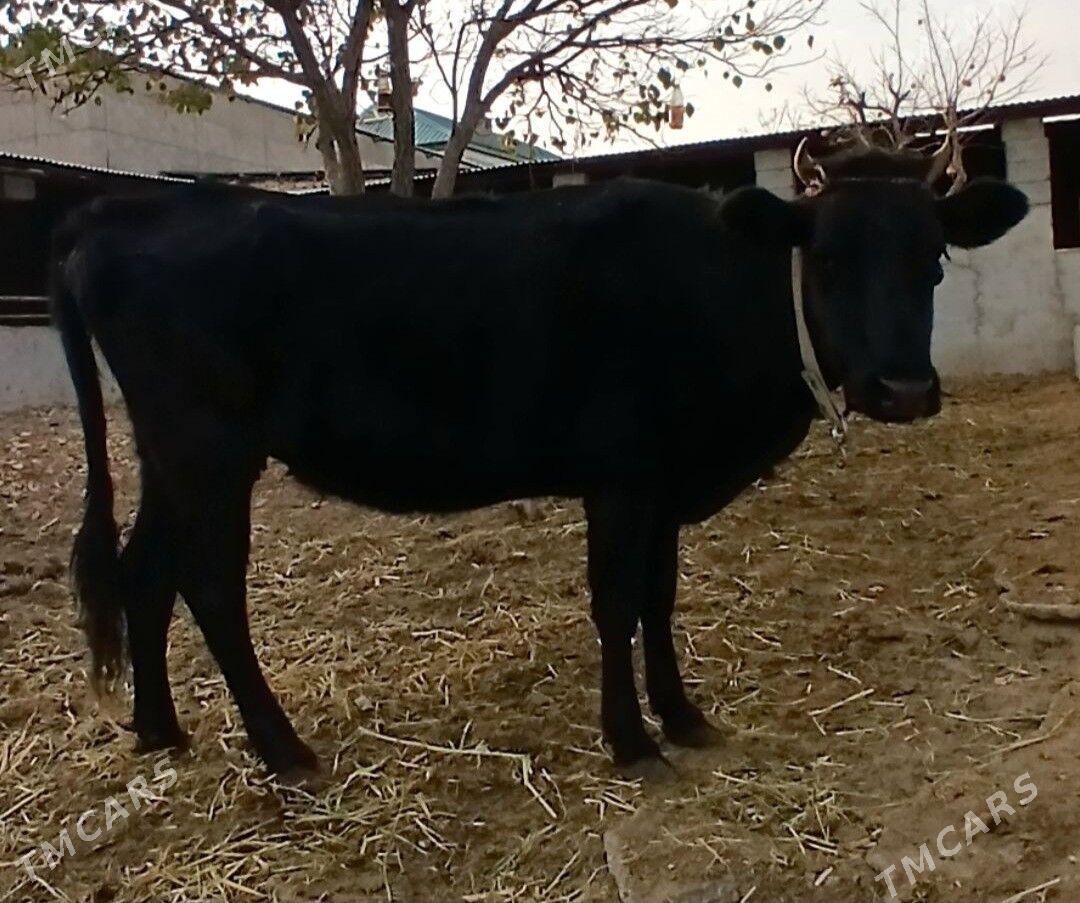 BOGOZ TÜWE - Herrikgala - img 3