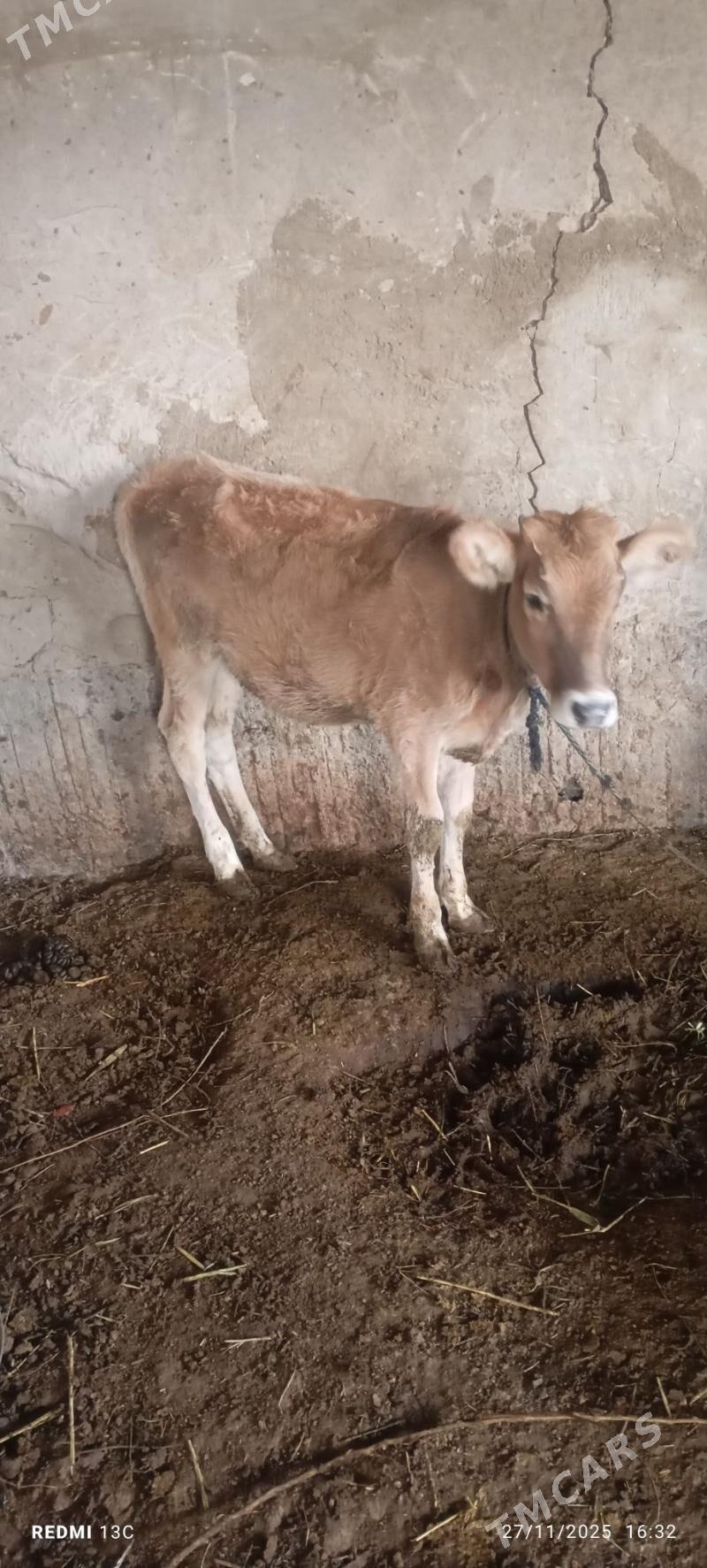 Tuwe - Гёкдепе - img 2