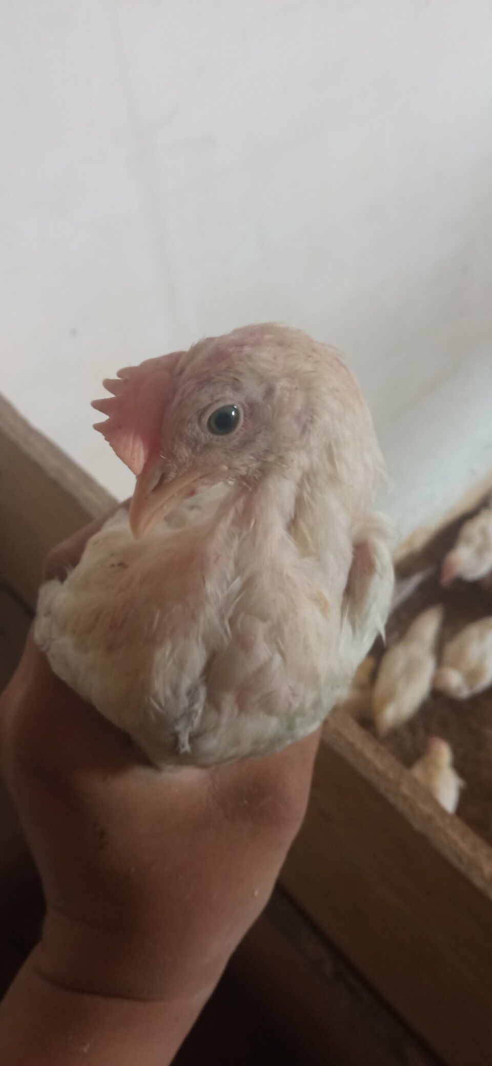 juje - Гёкдепе - img 2