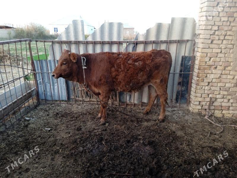 Gulajyn - Ёлётен - img 4