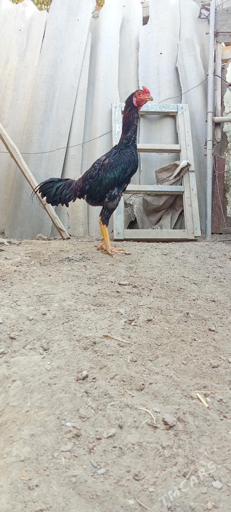 horoz - Бахарден - img 1