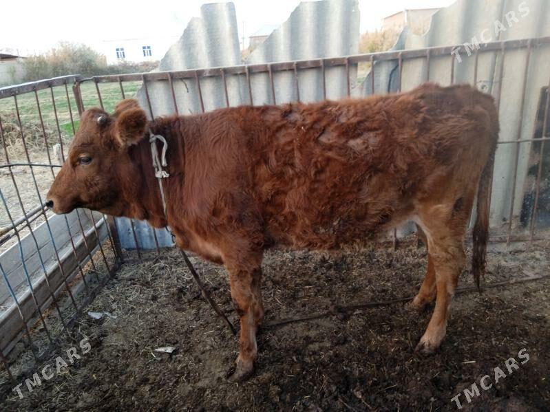 Gulajyn - Ёлётен - img 6