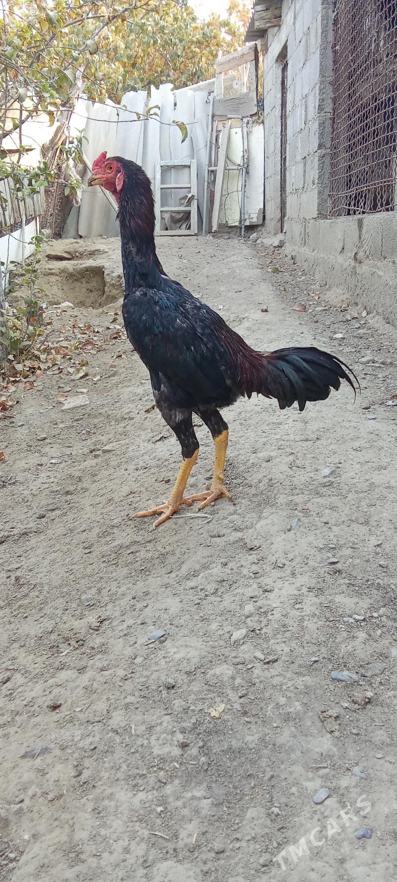 horoz - Бахарден - img 2