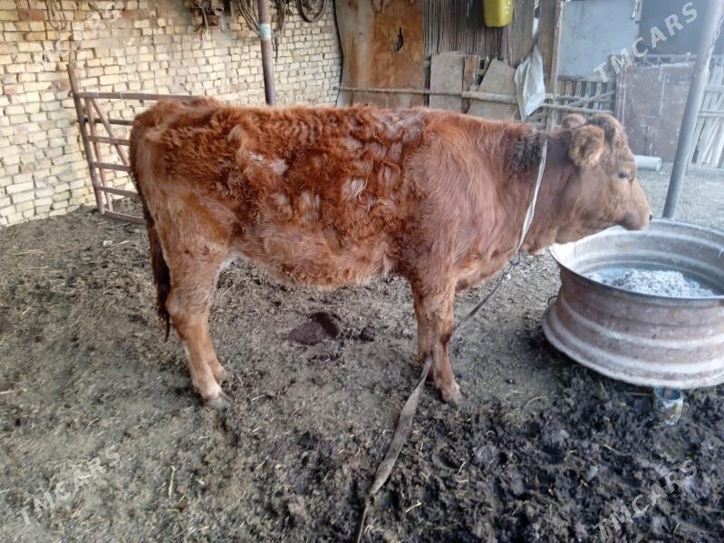 Gulajyn - Ёлётен - img 7