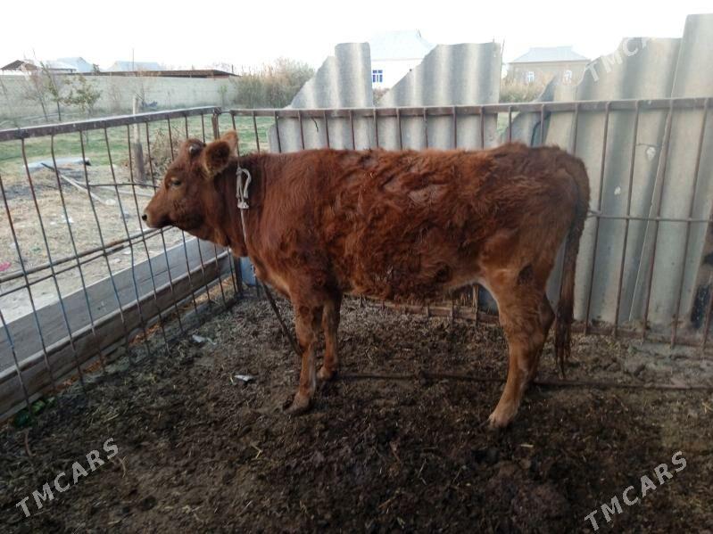 Gulajyn - Ёлётен - img 5