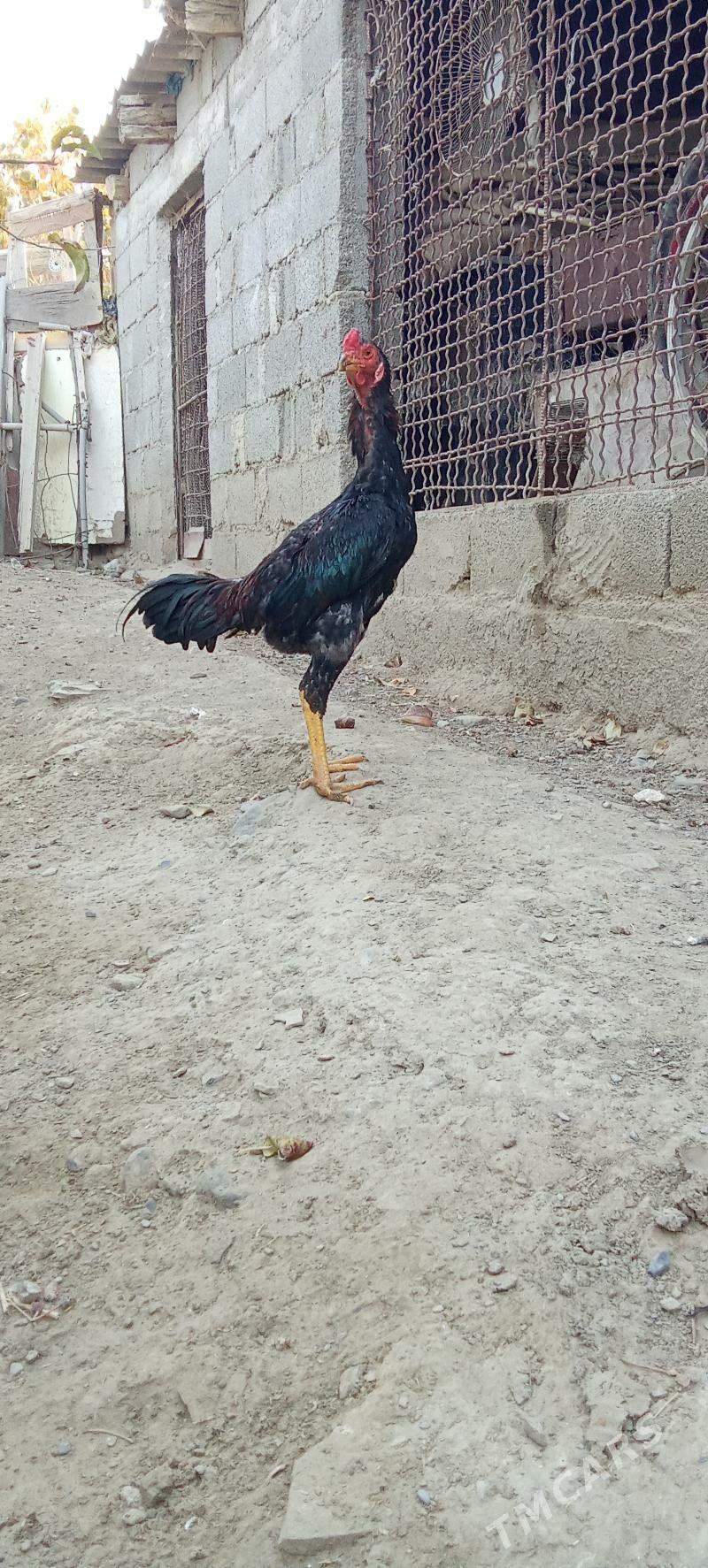 horoz - Бахарден - img 3