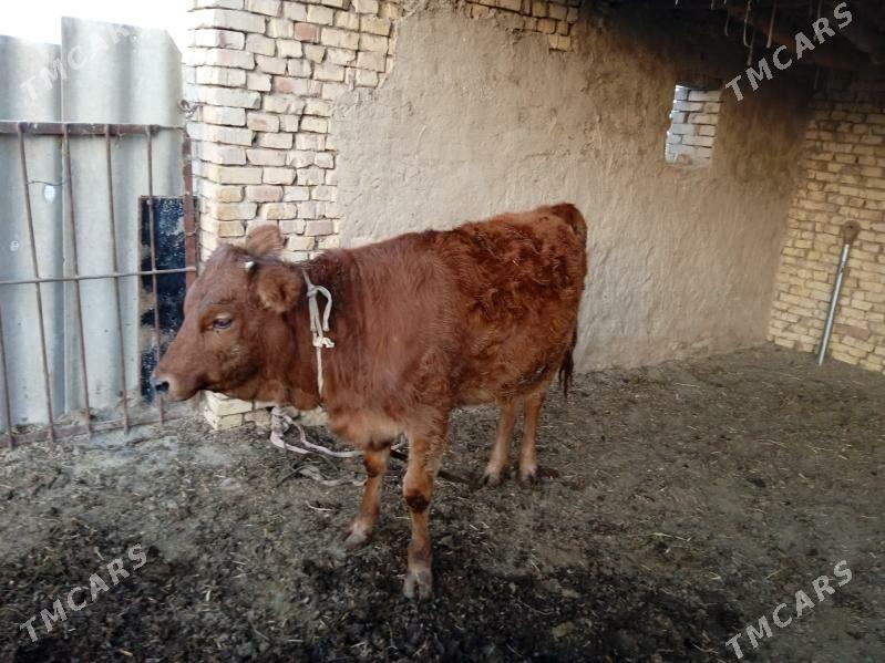 Gulajyn - Ёлётен - img 3