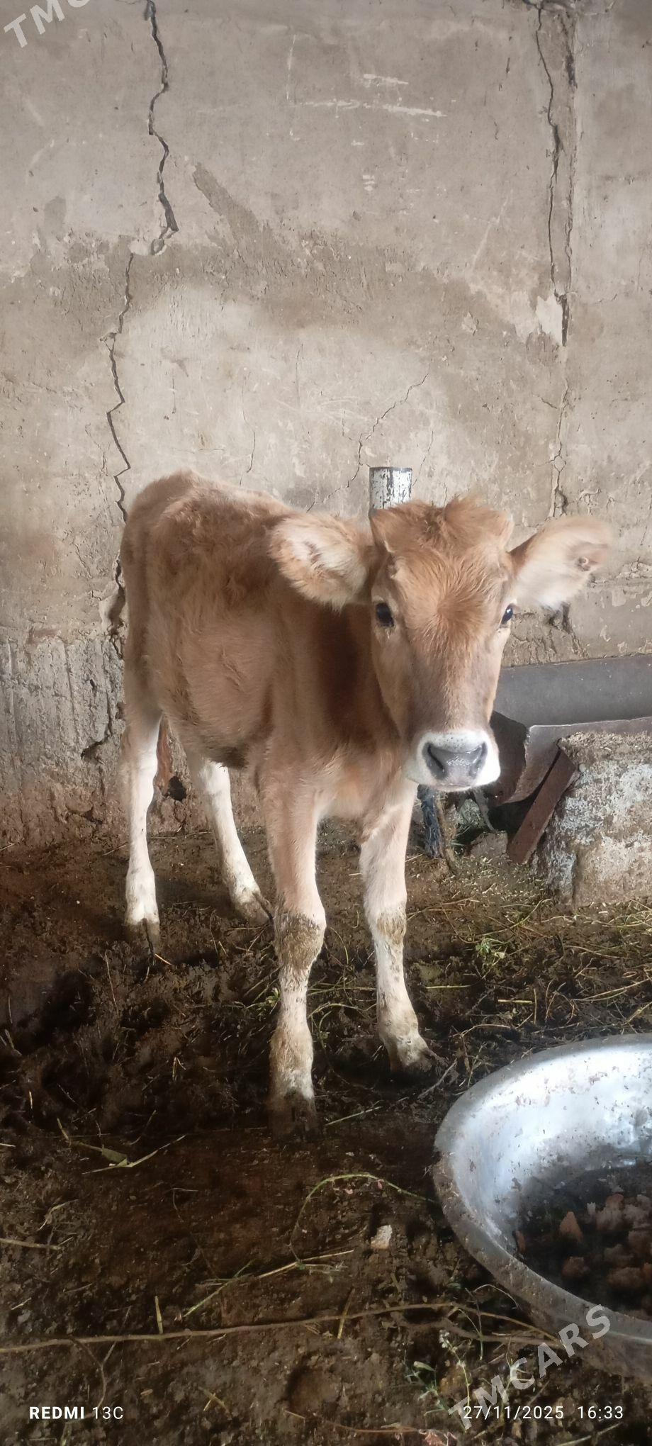 Tuwe - Гёкдепе - img 3