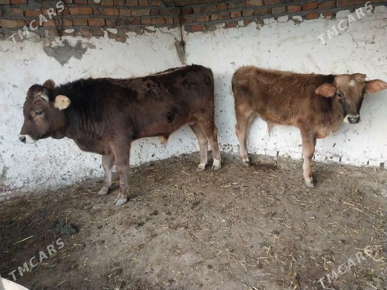 2 şwes okuz - Bäherden - img 9