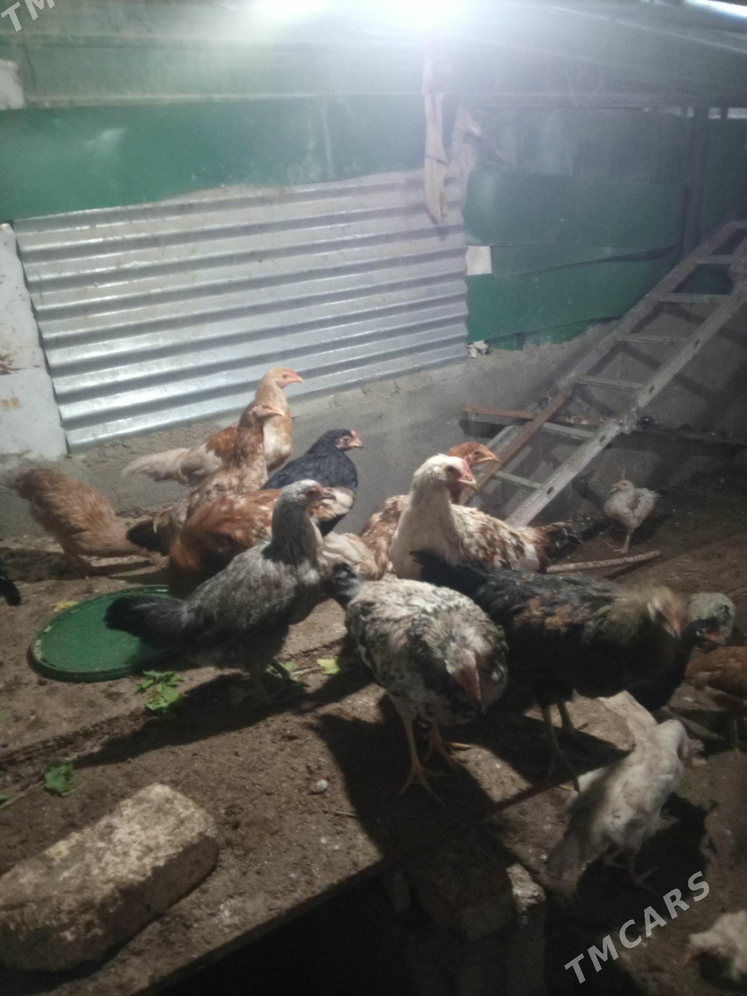 tovuk - Täze zaman - img 4