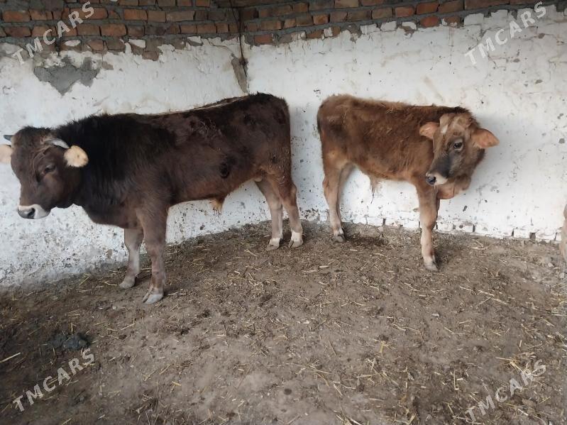 2 şwes okuz - Bäherden - img 10