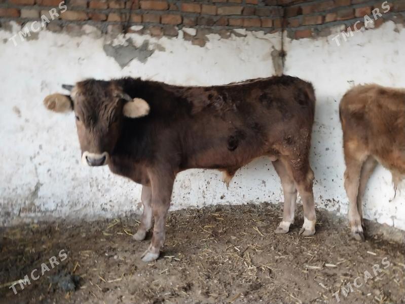 2 şwes okuz - Bäherden - img 5