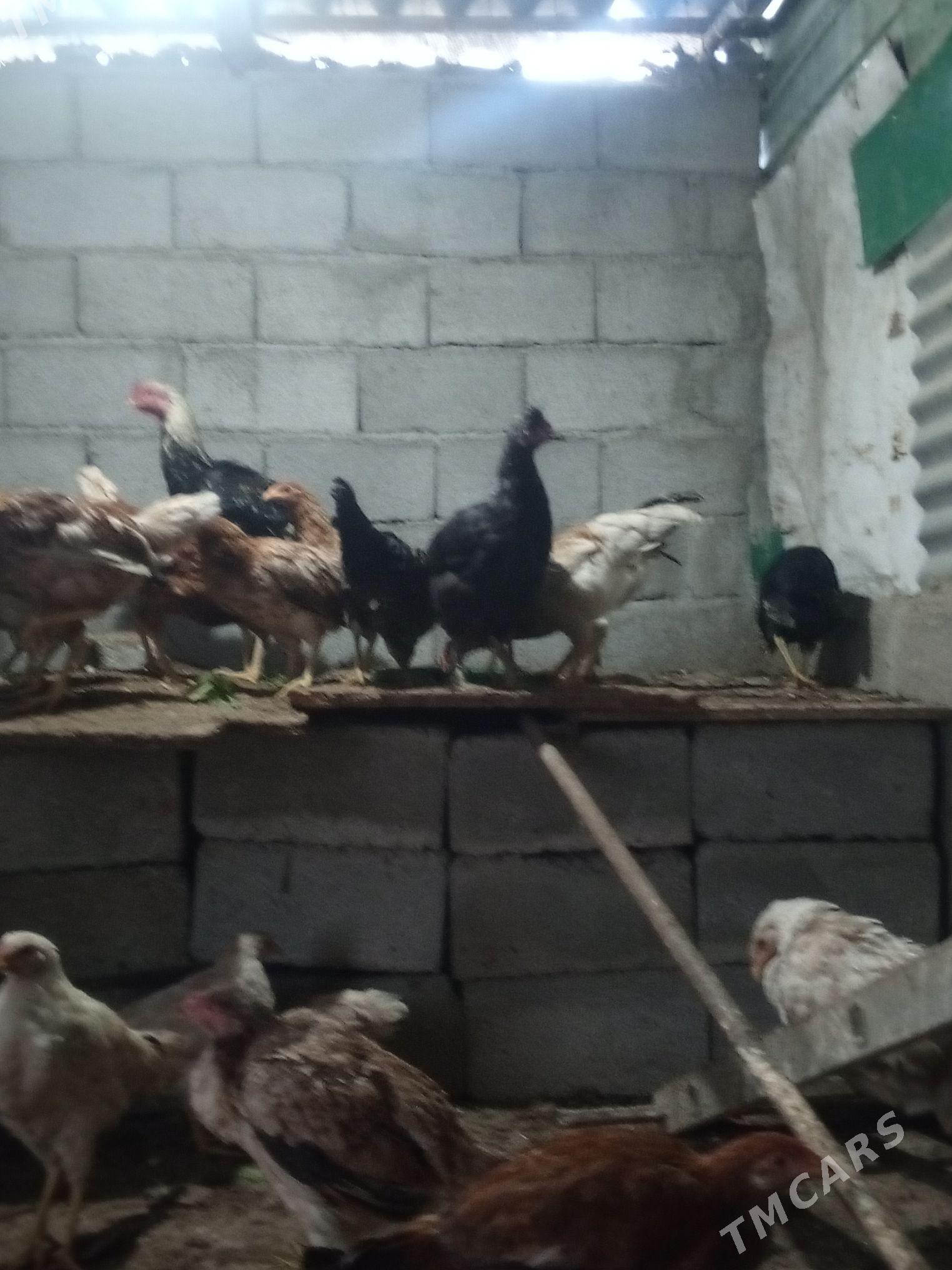 tovuk - Täze zaman - img 8