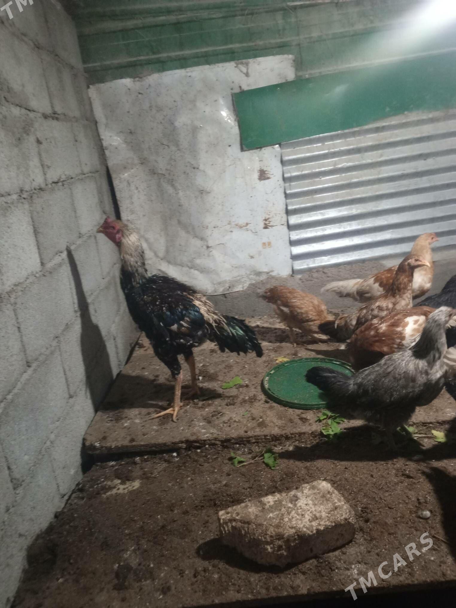 tovuk - Täze zaman - img 3