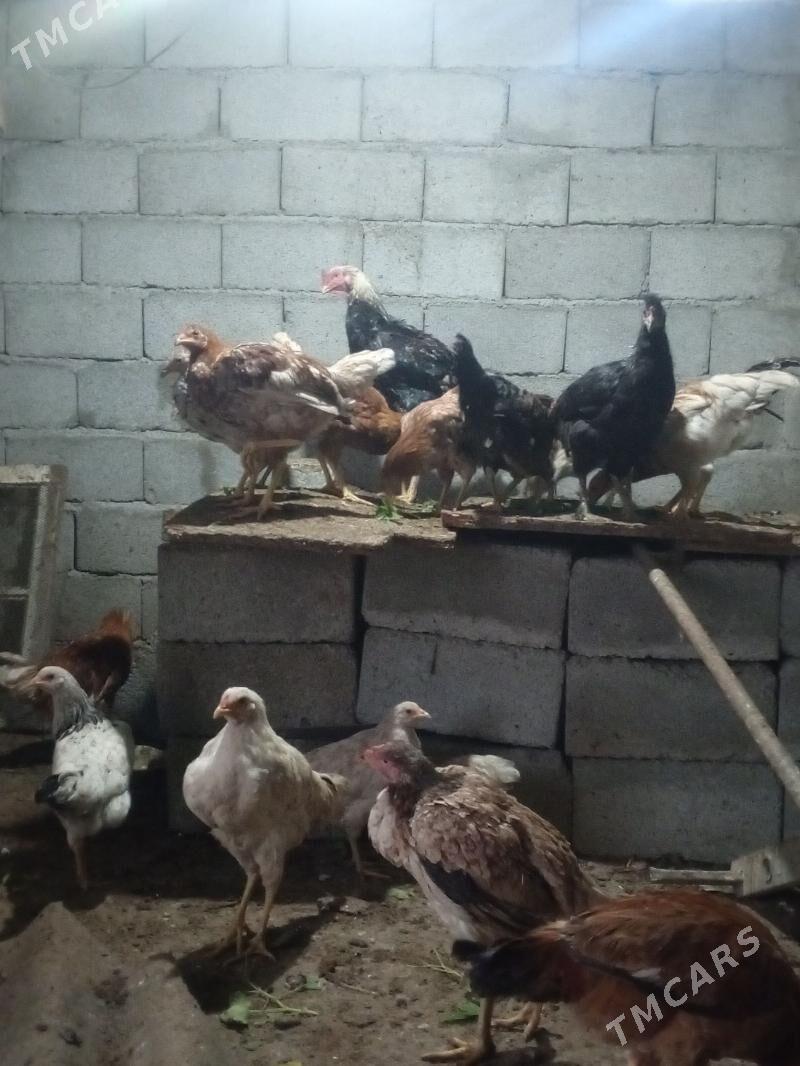 tovuk - Täze zaman - img 7