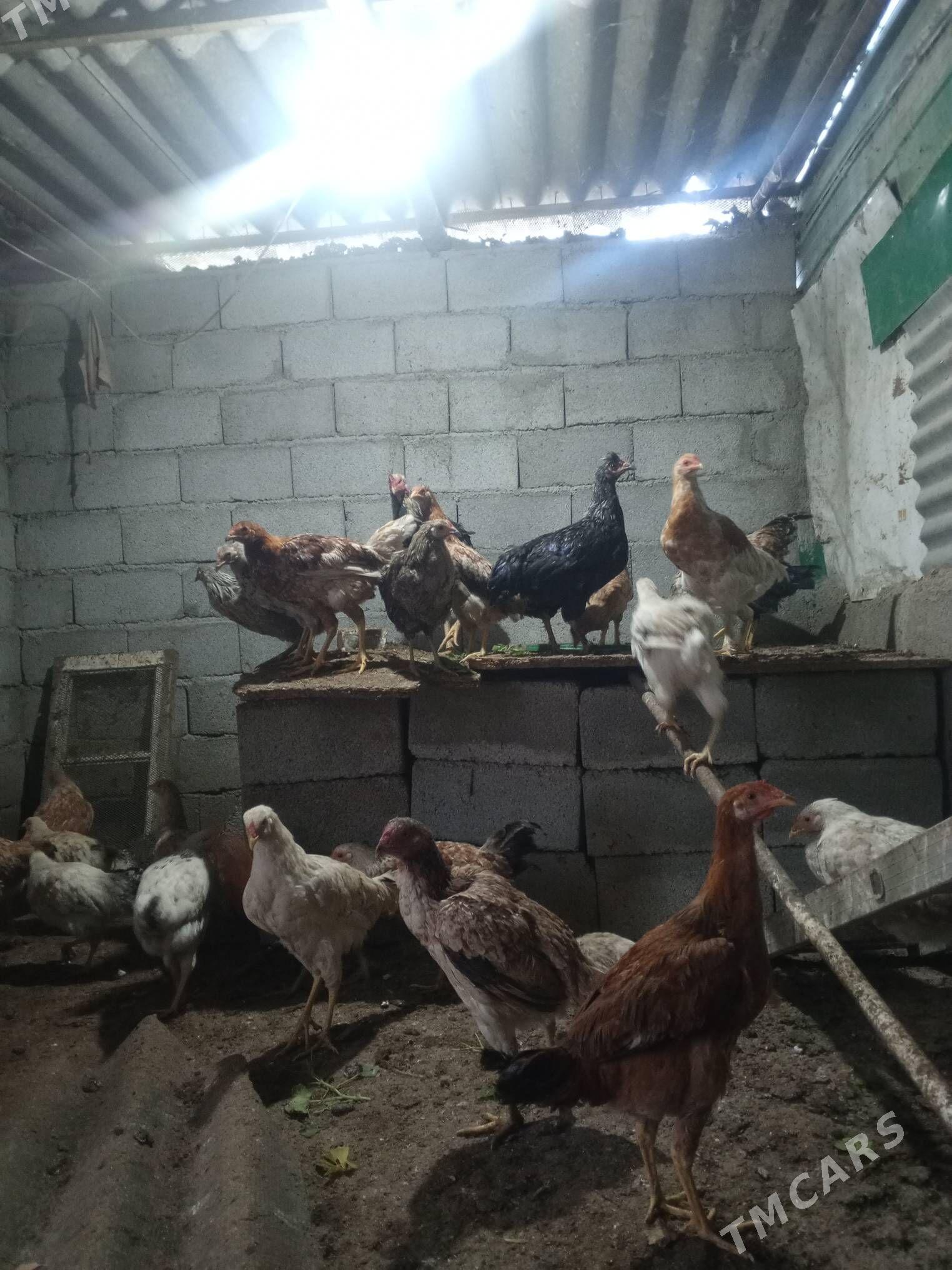 tovuk - Täze zaman - img 5