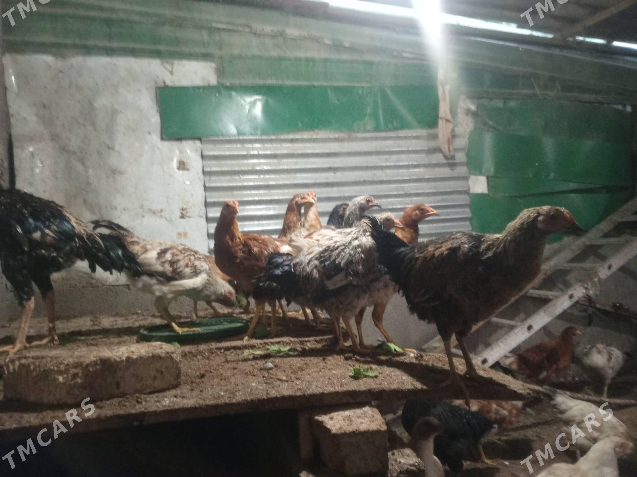 tovuk - Täze zaman - img 9