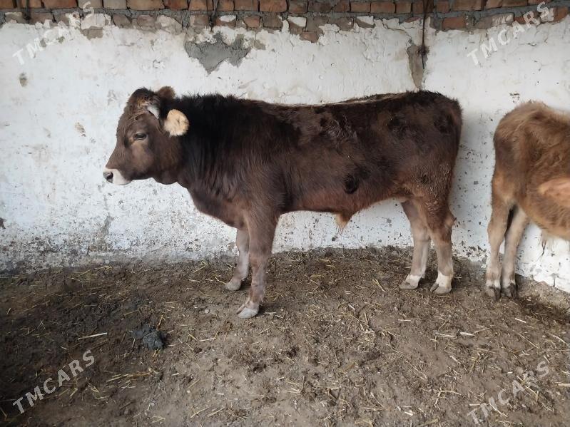 2 şwes okuz - Bäherden - img 7