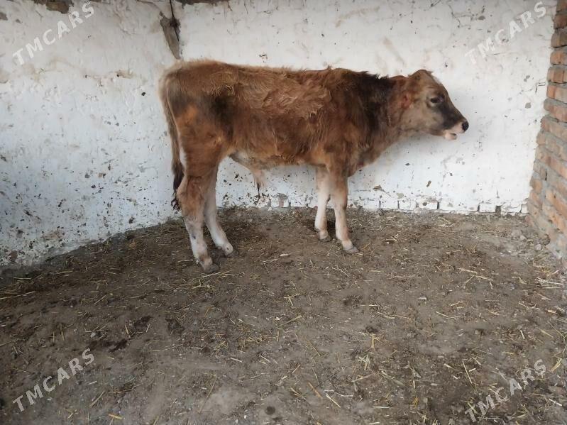 2 şwes okuz - Bäherden - img 2