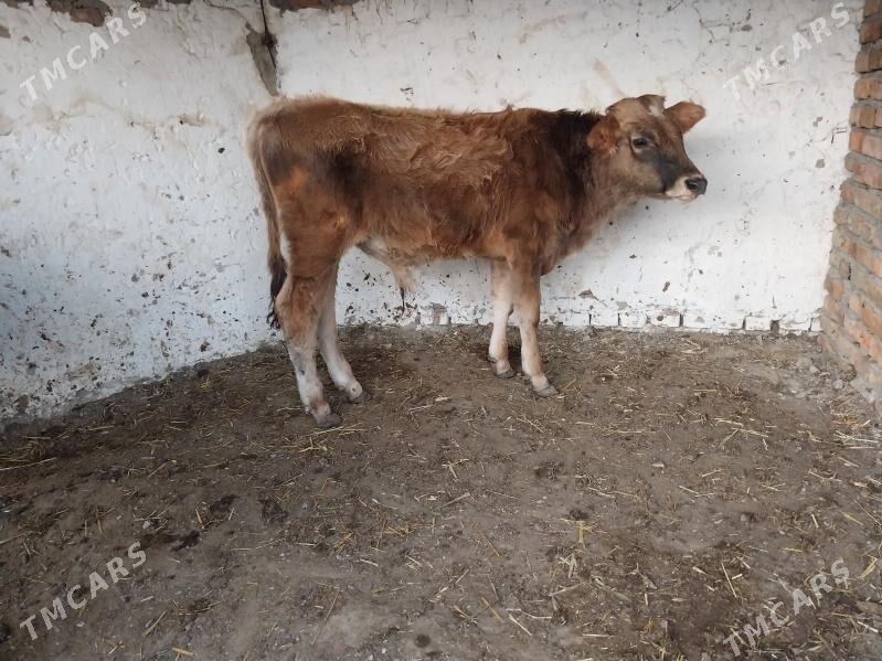 2 şwes okuz - Bäherden - img 4