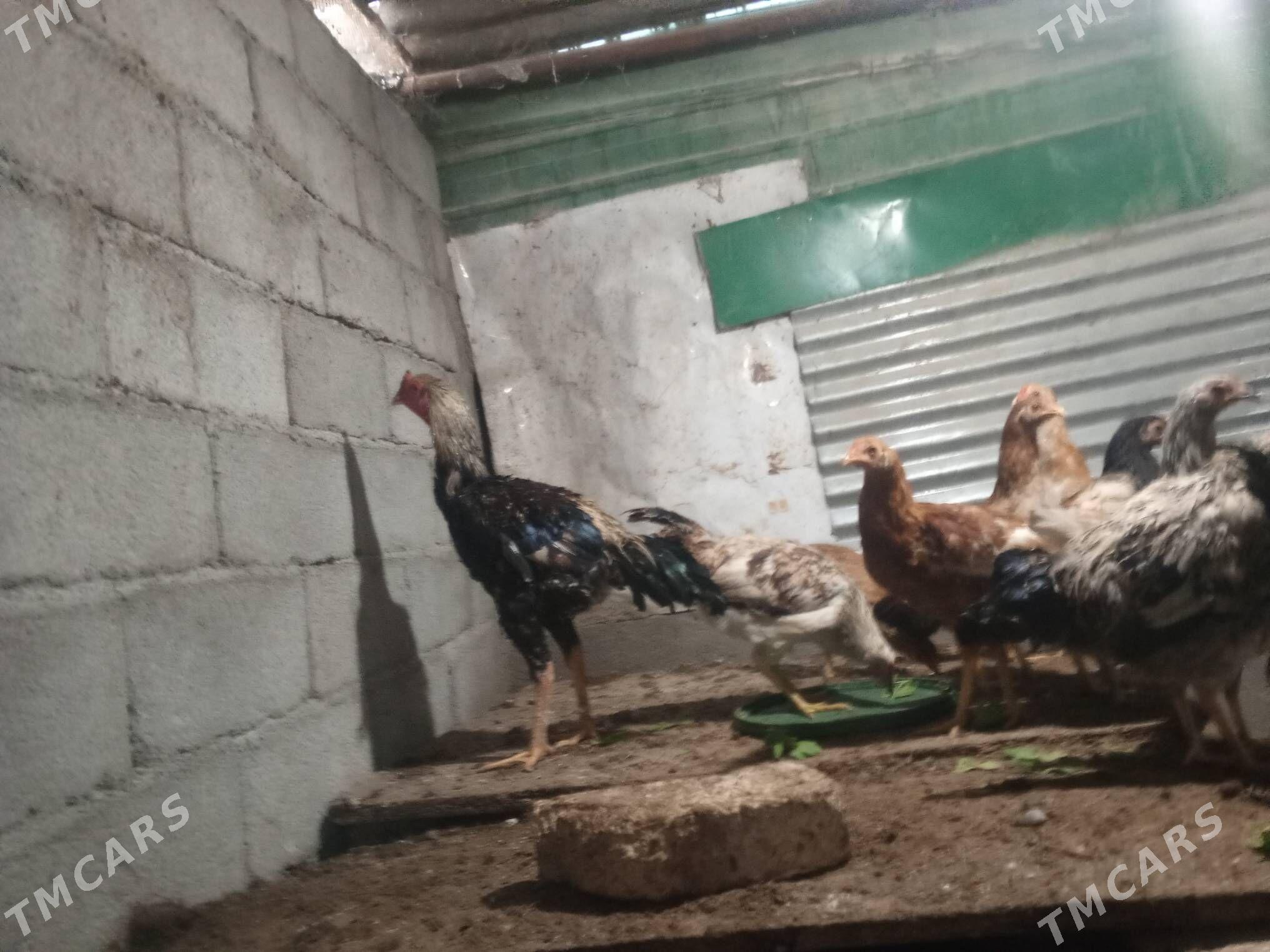 tovuk - Täze zaman - img 6