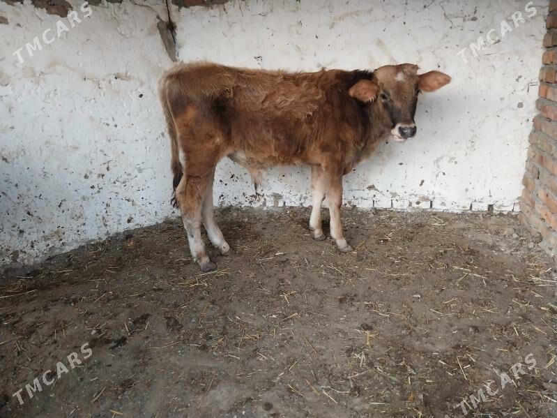 2 şwes okuz - Bäherden - img 6