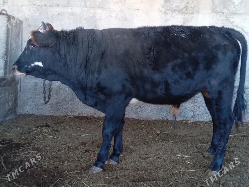 OKUZ - Bagyr - img 2