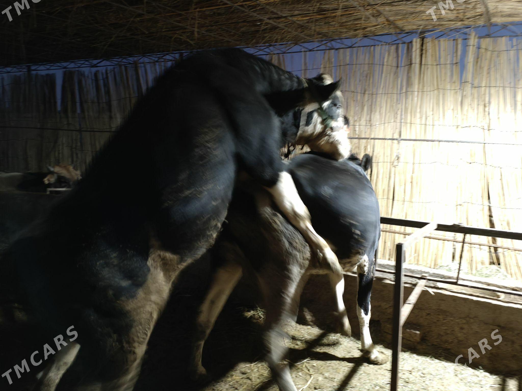 semental okuz - Köýtendag - img 4