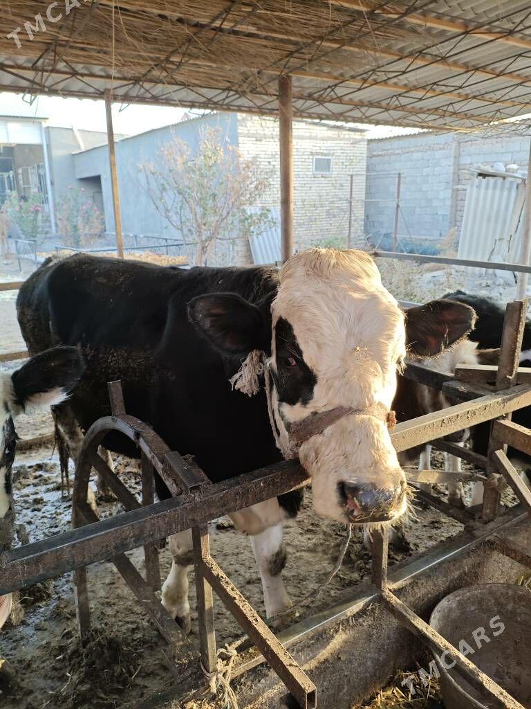 semental okuz - Köýtendag - img 2