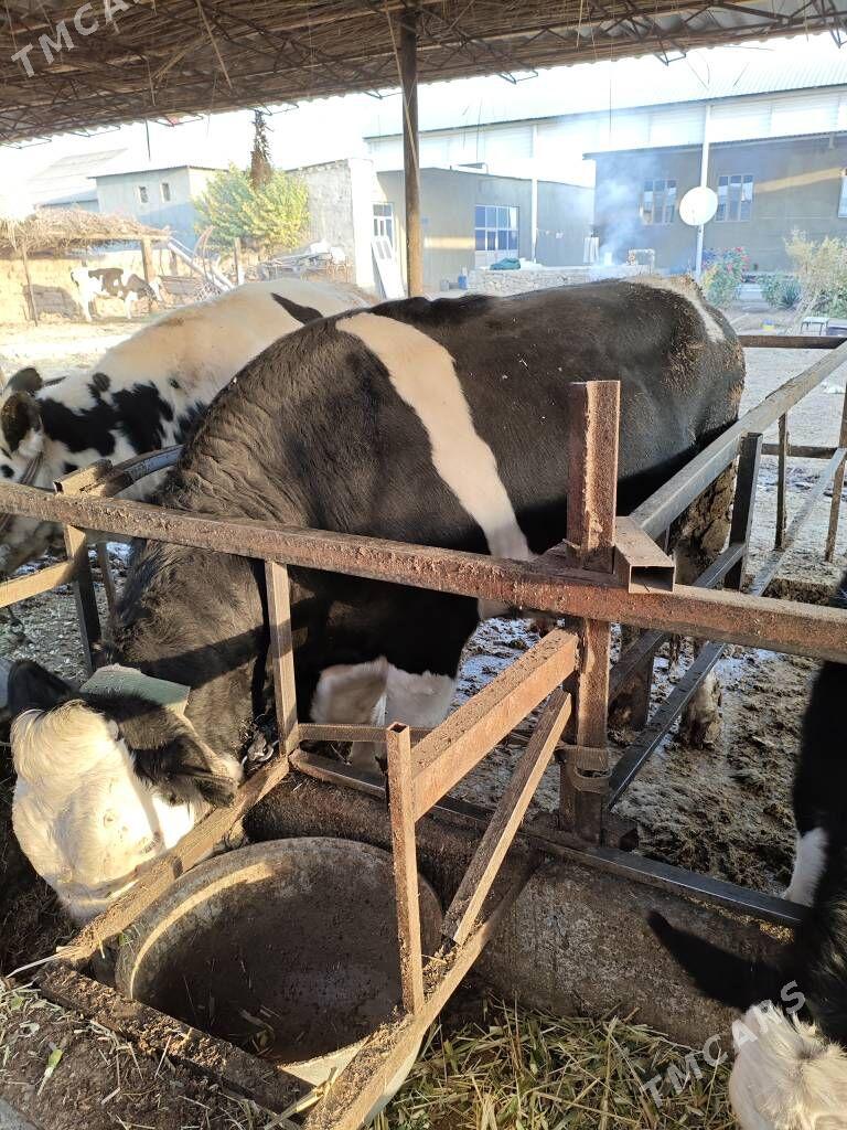 semental okuz - Köýtendag - img 3