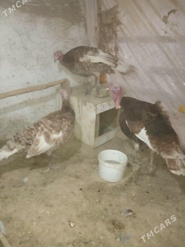 erkek induk - Байрамали - img 2