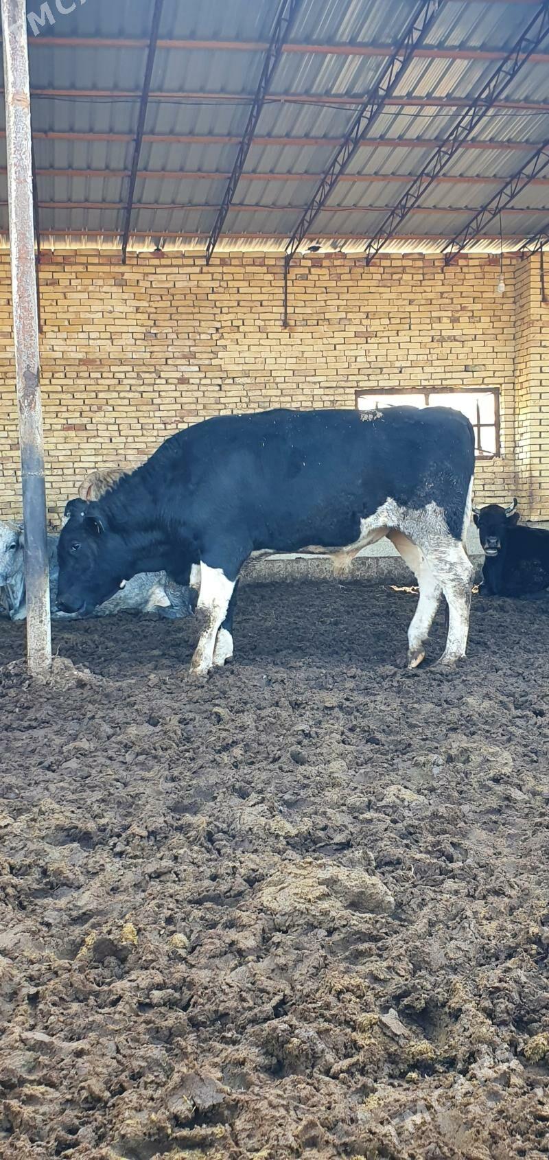 öküz - Мары - img 3