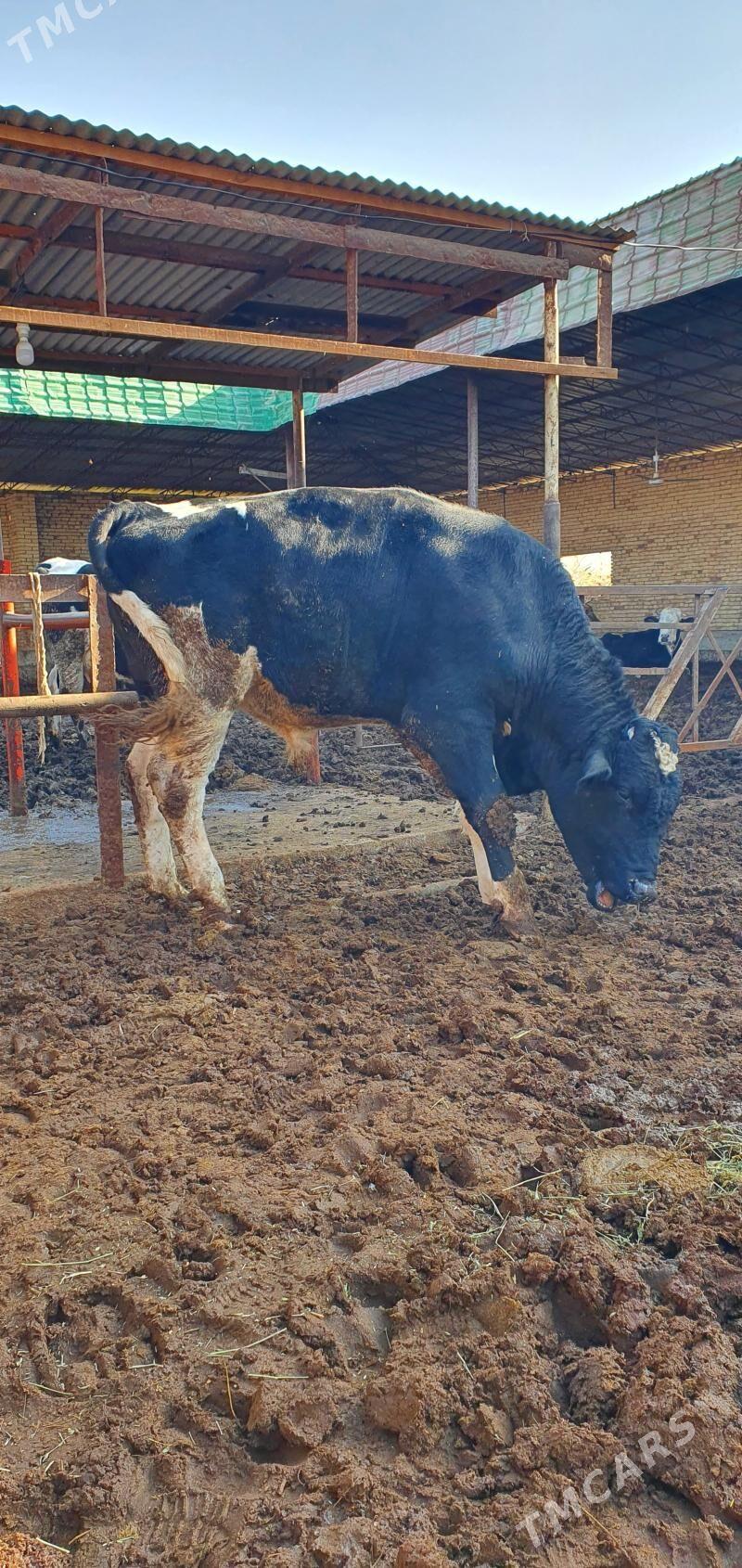 öküz - Мары - img 2