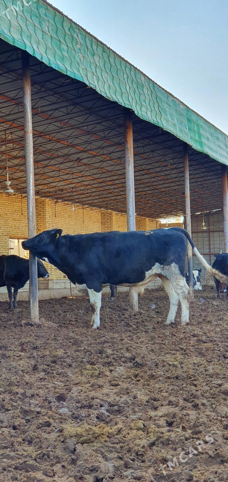 öküz - Мары - img 1