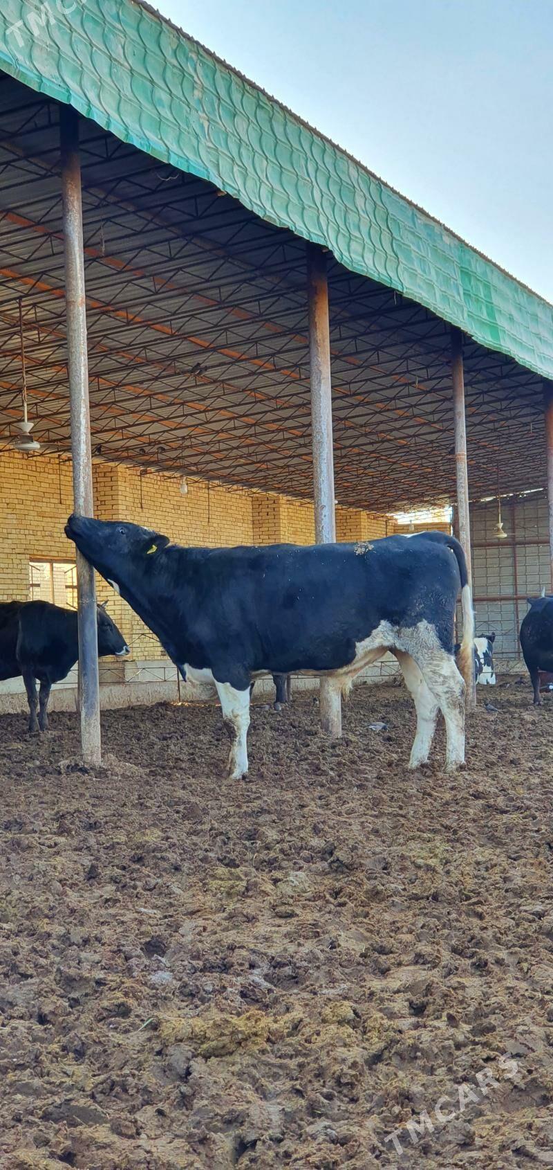 öküz - Мары - img 5