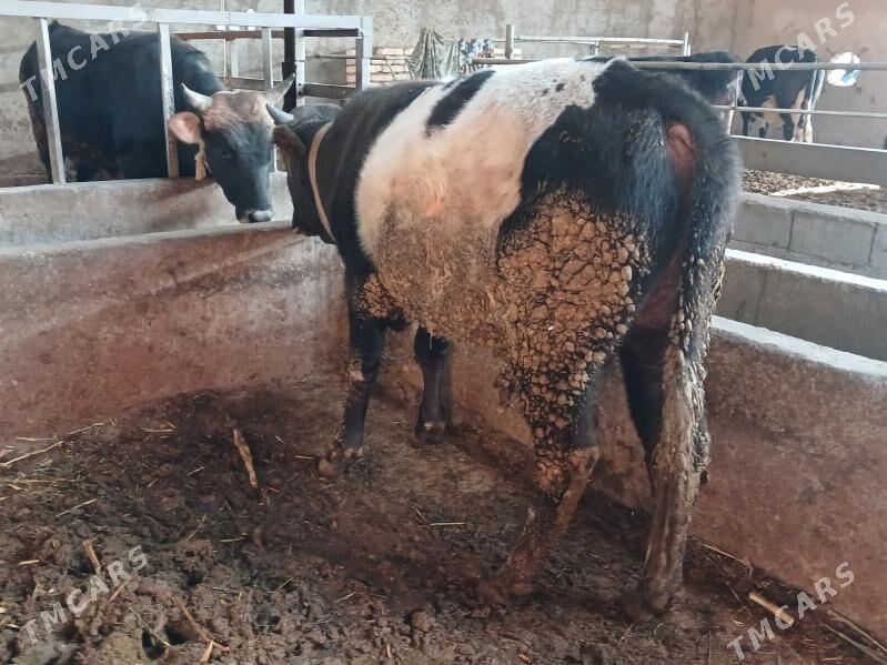 okuz - Ýaşlyk - img 1