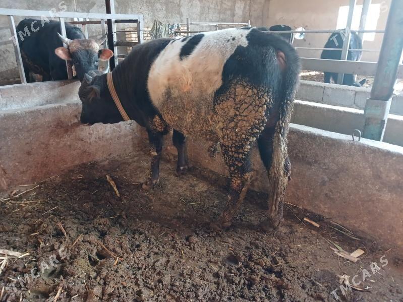 okuz - Ýaşlyk - img 2