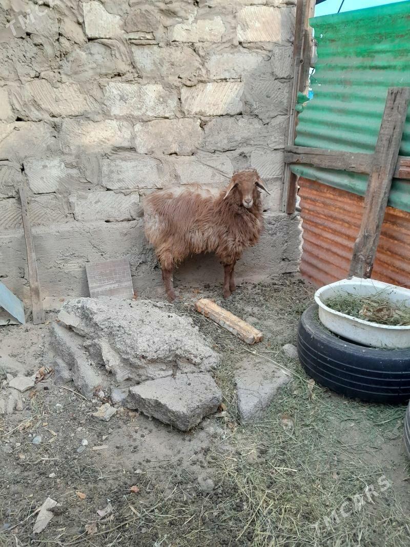 tokly - Чоганлы - img 2