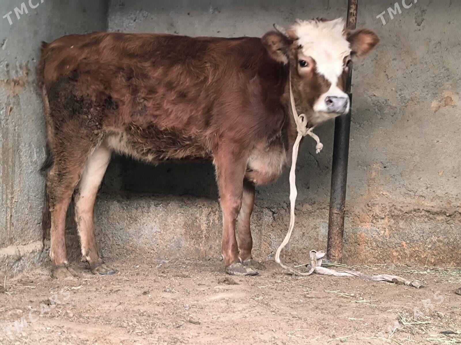 tuwe - Çoganly - img 3