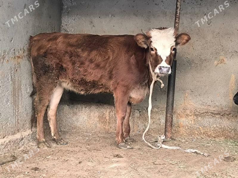 tuwe - Çoganly - img 2