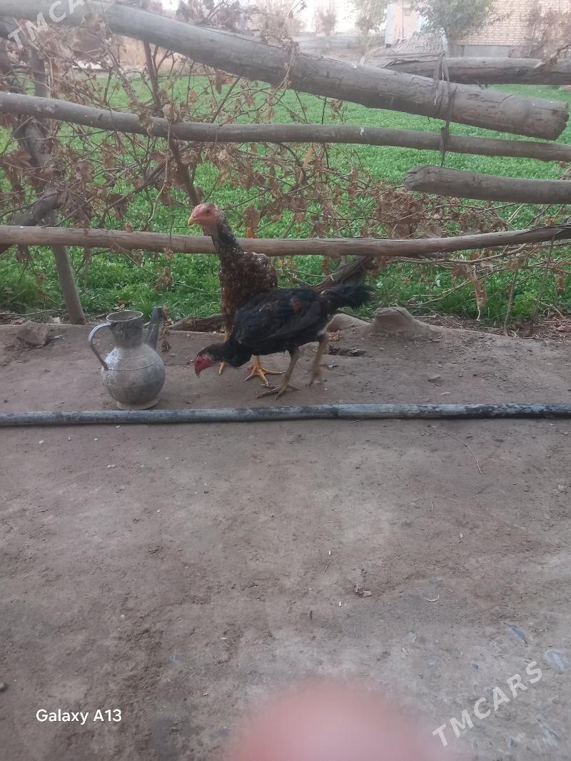 horaz jujeler - Чарджоу - img 2