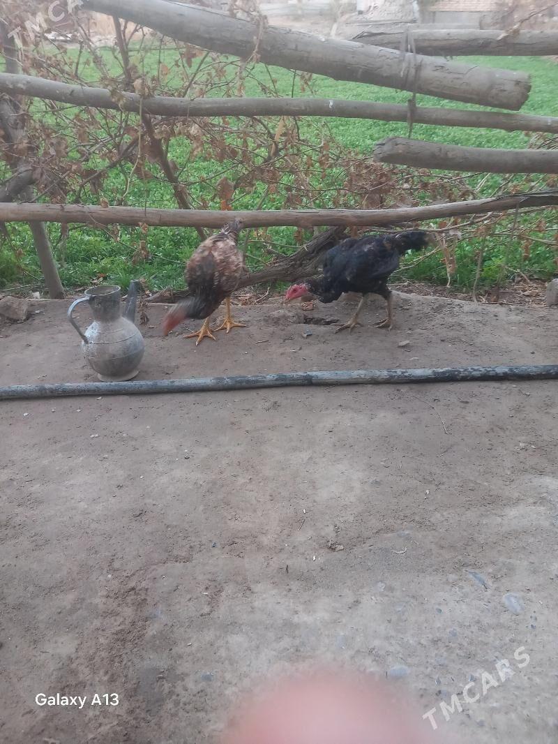 horaz jujeler - Чарджоу - img 3