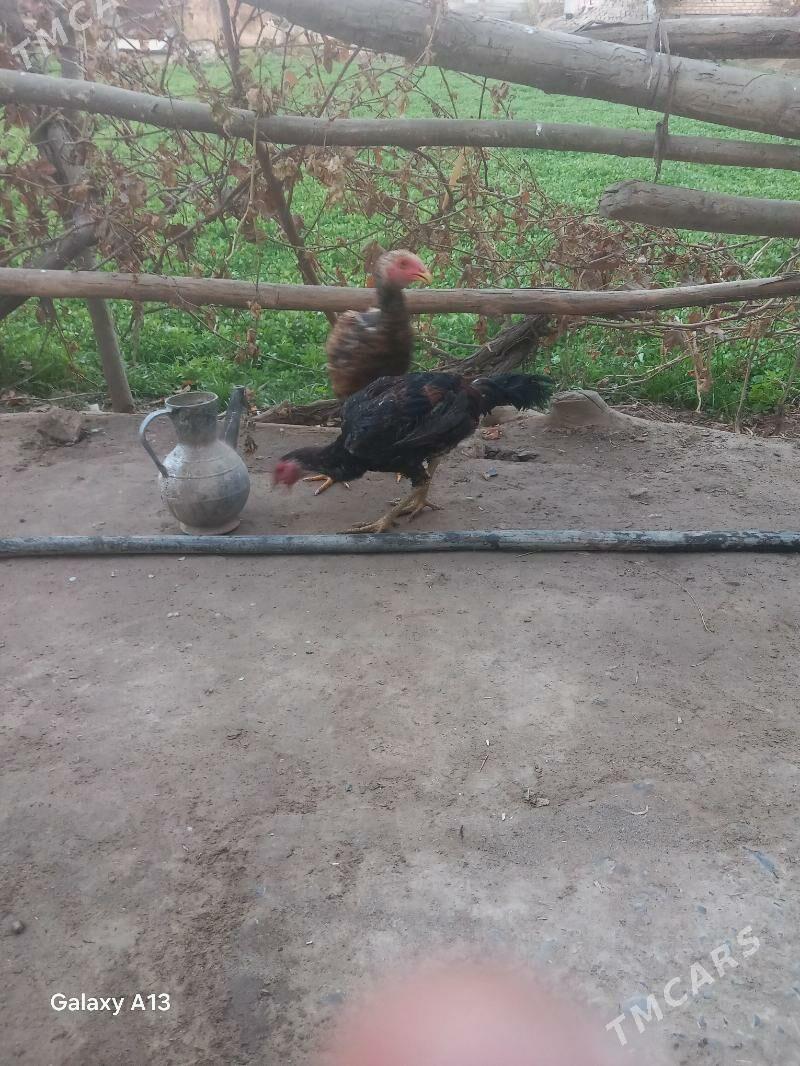 horaz jujeler - Чарджоу - img 1