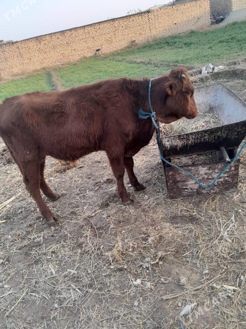 okuz - Çärjew - img 5