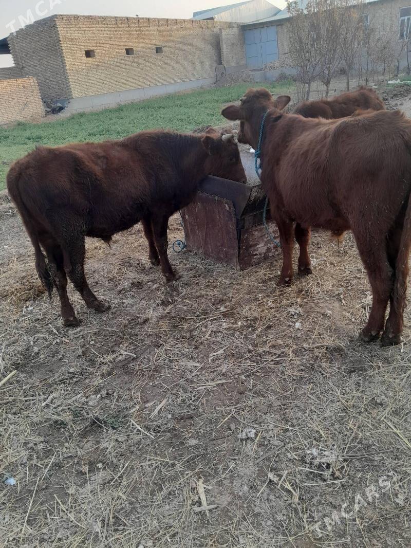 okuz - Çärjew - img 4